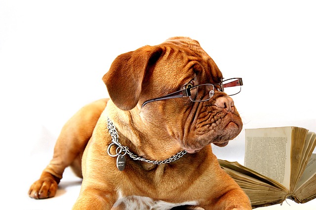 A multifokális szemüveglencsét viselő kutya egy könyv mellett ül.